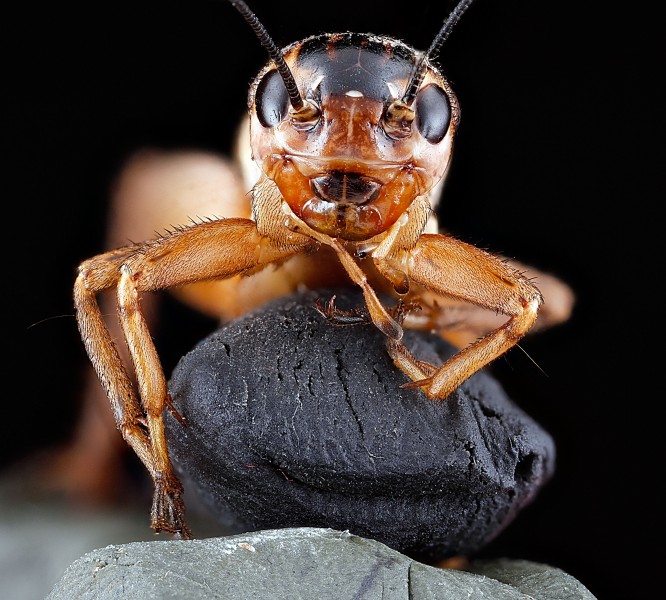Velarifictorus micado front