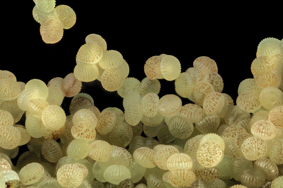 Velvetbean caterpillar, eggs 2014-06-06-14.48.01 ZS PMax (15753693807)