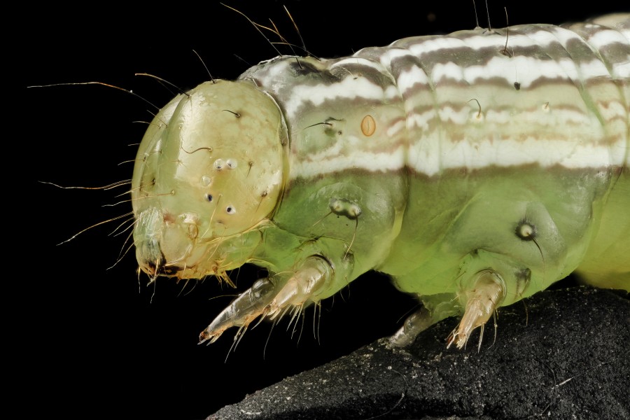 Velvetbean caterpillar, headside 2014-06-04-21.41.54 ZS PMax (15937442181)