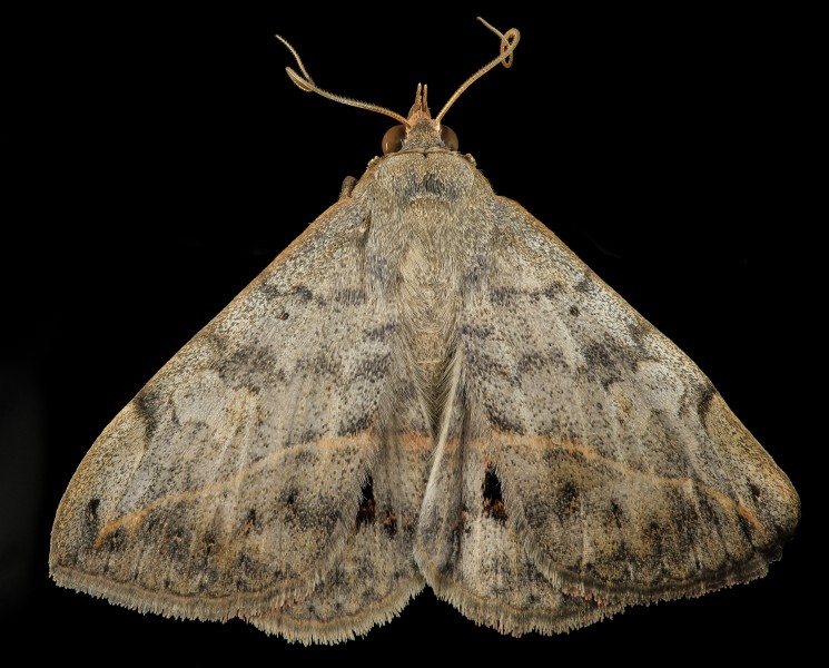 Velvetbean caterpillar, moth, back 2014-06-06-11.21.58 ZS PMax (15317054164)
