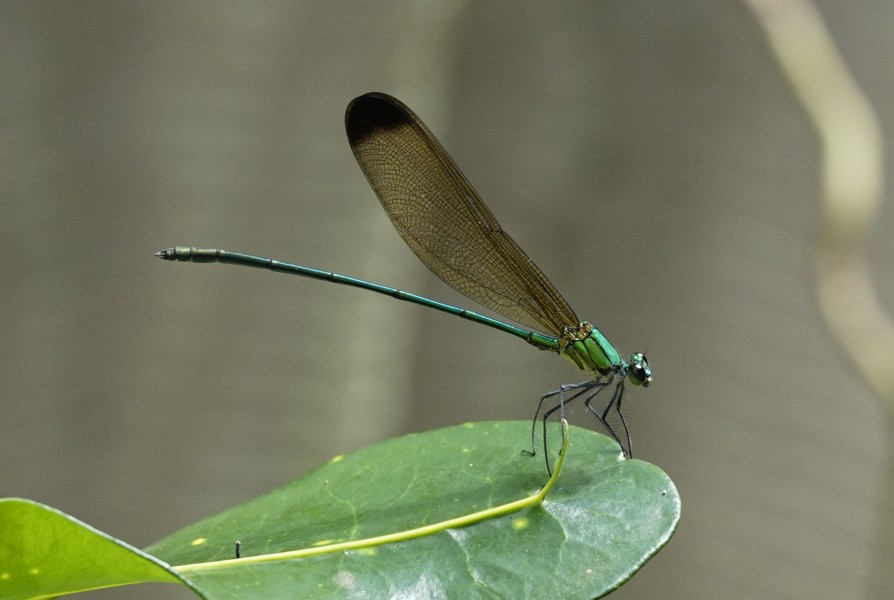 Vestalis apicalis 0819