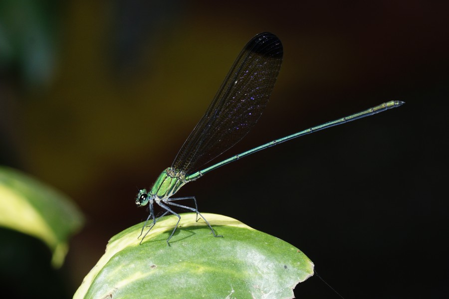 Vestalis apicalis 0958
