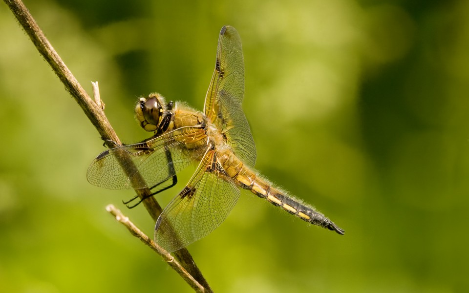 Vierfleck Libellula quadrimaculata