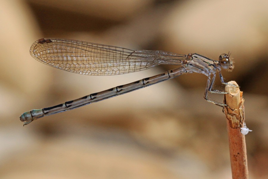 Vivid Dancer - Argia vivida, Zion National Park, Springdale, Utah