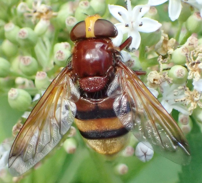 Volucella zonaria female