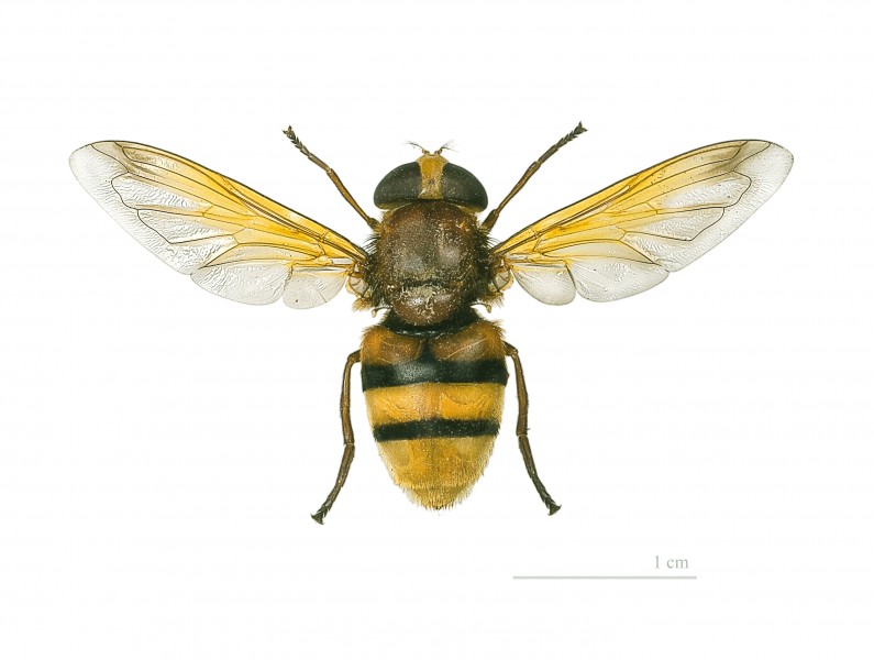 Volucella zonaria MHNT