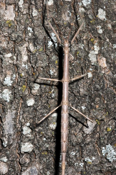 Walkingstick Camo