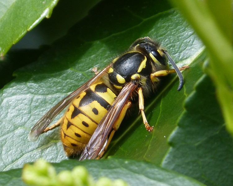 Wasp. Vespula species - Flickr - gailhampshire