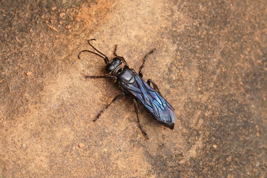 Wasp 08109