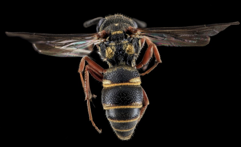 Wasp, F, Back, Cecil County, MD 2013-11-04-11.35.10 ZS PMax (11213109565)