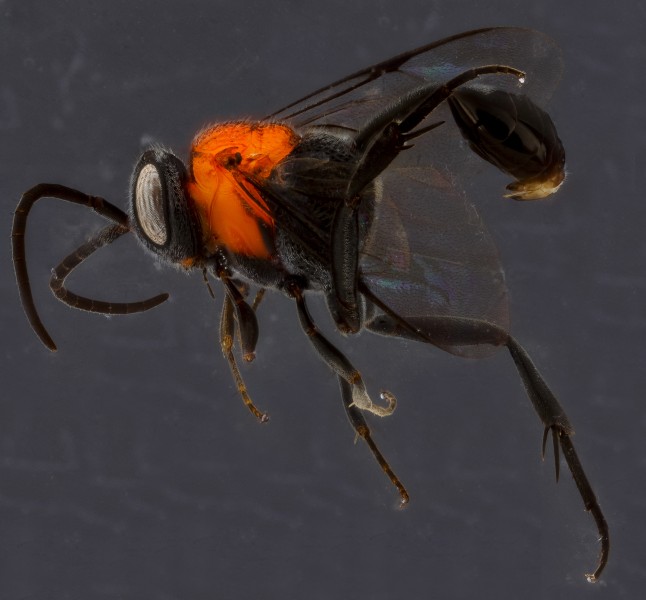 Wasp, U, side, Dominican Republic 2012-12-14-15.26.08 ZS PMax (8297742598)