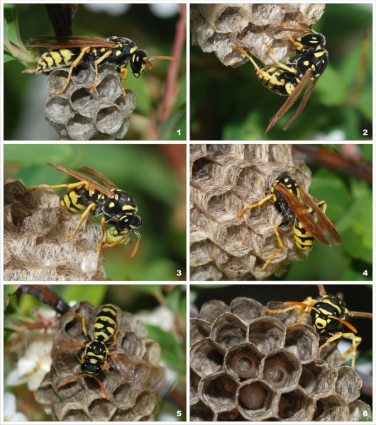 Wasp colony