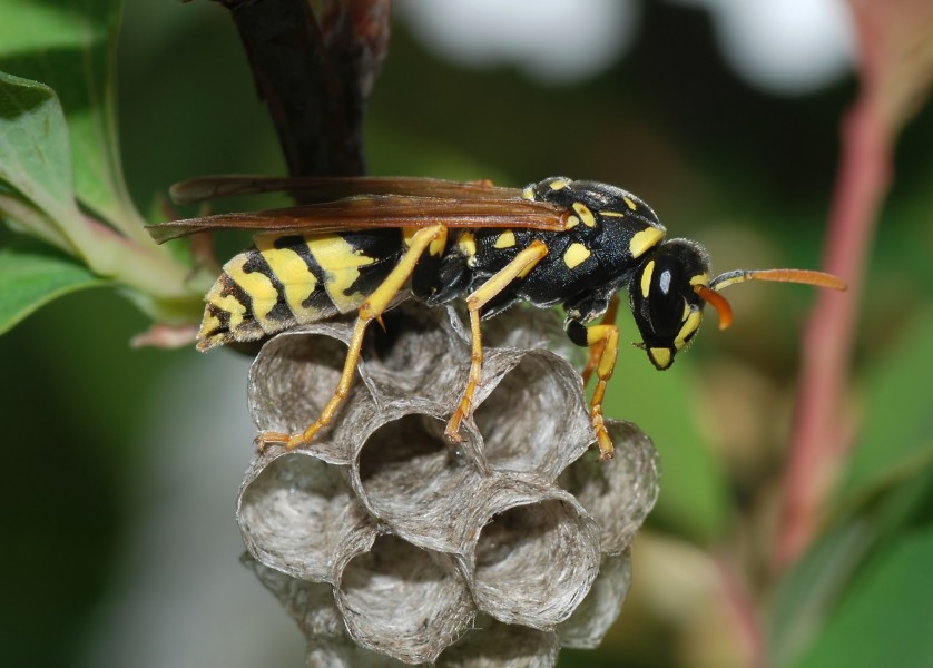 Wasp March 2008-3