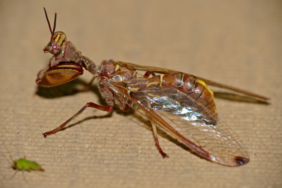 Wasp Mimic Mantidfly (Pseudoclimaciella sp.) (16596476947)