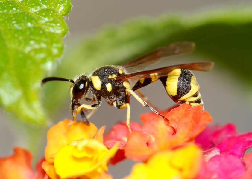 Wasp November 2009-1