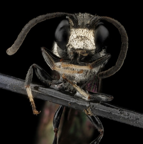 Wasp species, U, face, Dominican Republic, La Ve 2012-12-11-15.50 (23591812385)