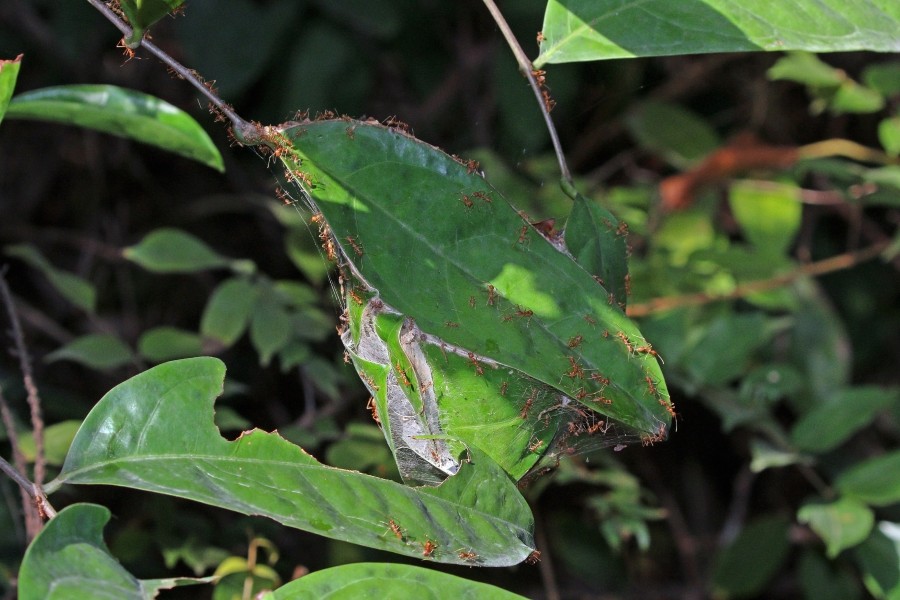 Weaver ant (Oecophylla longinoda) nest 2