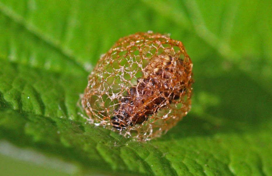 Weevil (Hypera rumicis) larva