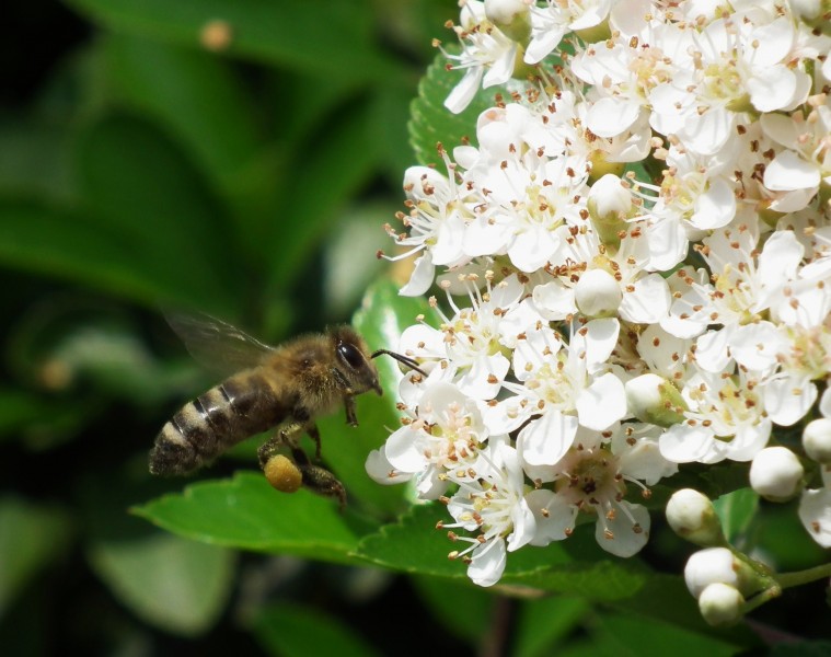 Weißdornblüten wird von Biene angeflogen