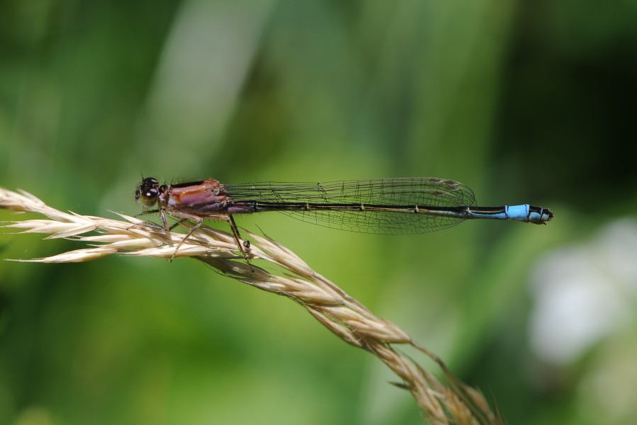 Weibliche Große Pechlibelle, Ischnura elegans 4