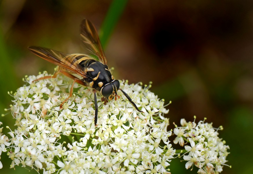 Wespen-Moderholzschwebfliege (Temnostoma vespiforme), Lichtenbach bei Rocherath, Ostbelgien (29130999495)