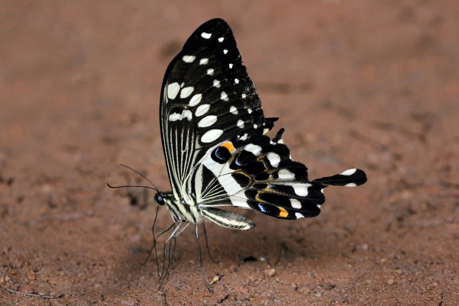 Western emperor swallowtail (Papilio menestheus)