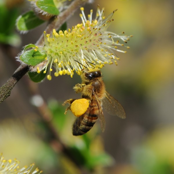 Westliche Honigbiene, Apis mellifera auf Weidenkätzchen, Salix 04