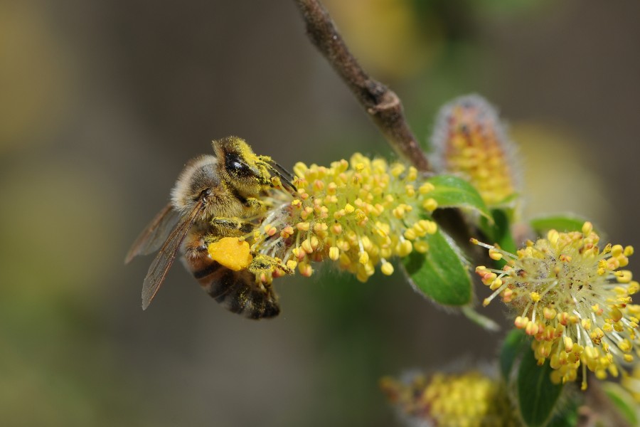 Westliche Honigbiene, Apis mellifera auf Weidenkätzchen, Salix 10