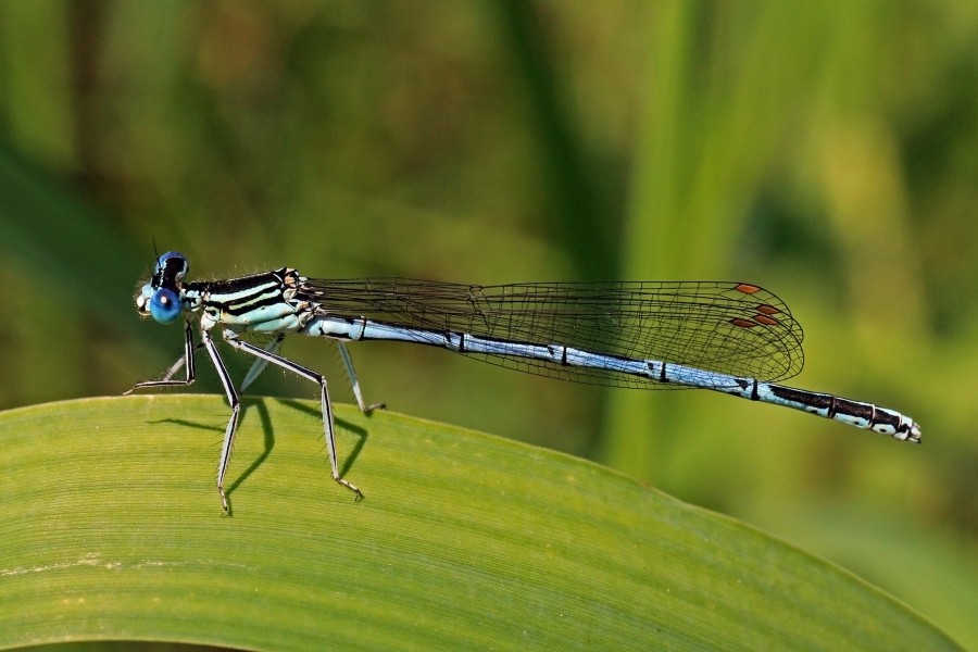 White-legged damselfly (Platycnemis pennipes) male