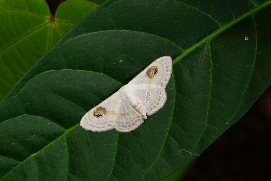 White moth 07669