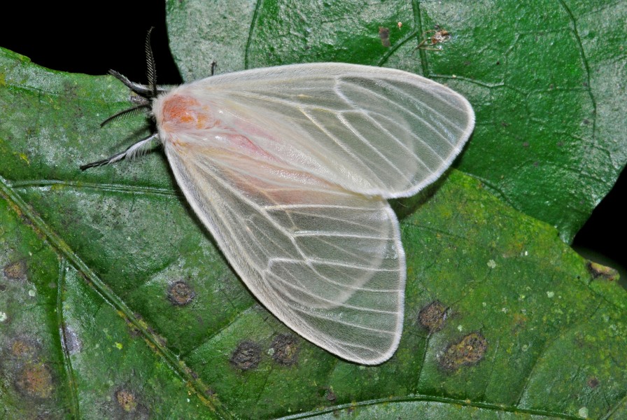 White Moth (Erebidae, Lymantriinae)(Id ?) (17675104173)