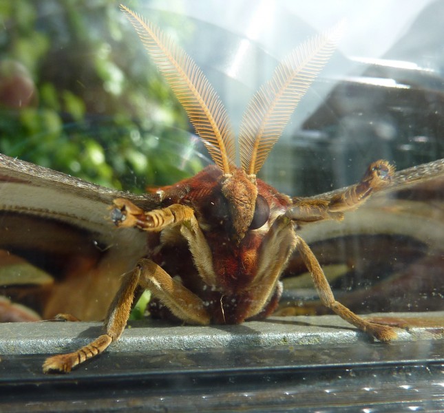 Wilhelma Schmetterlingsfüße
