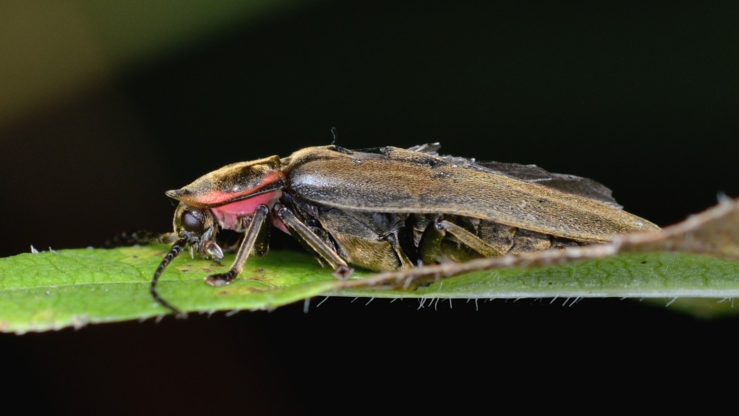 Winter Firefly (Ellychnia corrusca) - Gatineau Park, Quebec 02