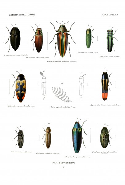 Wytsman.Genera.Insectorum.Buprestidae.02