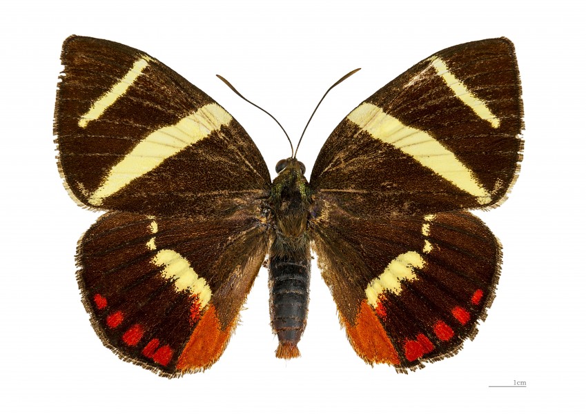 Xanthocastnia evalthe MHNT dos