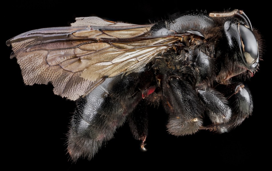 Xylocopa cubaecola, female, left side 2012-07-03-16.26.43 ZS PMax