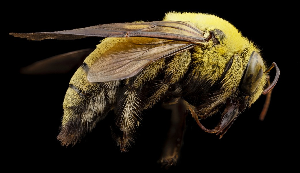 Xylocopa india yellow, m, india, angle 2014-08-10-10.55.37 ZS PMax (15163957281)