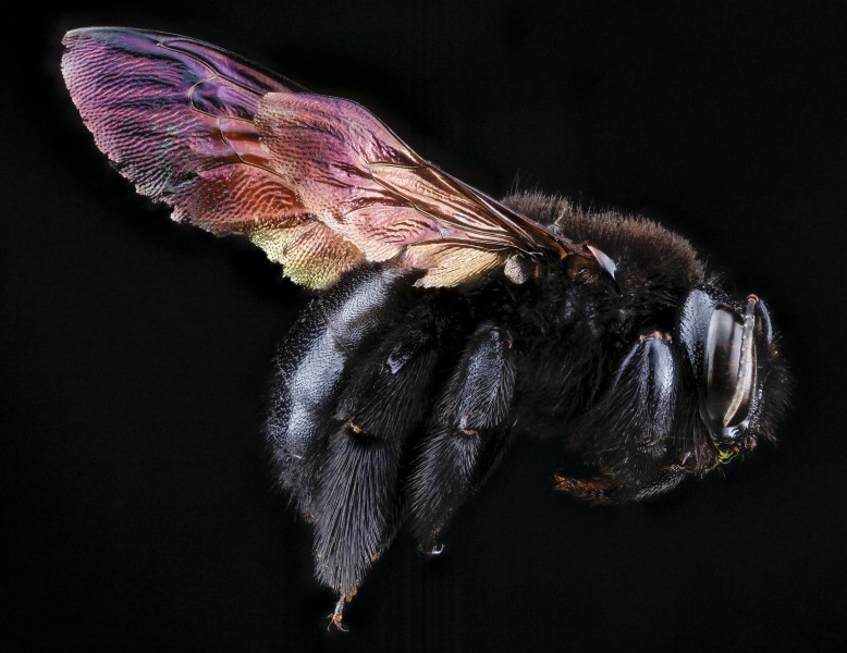 Xylocopa mordax, F, right side, Dominican Republic 2012-10-03-16.59.15 ZS PMax (8088009355)