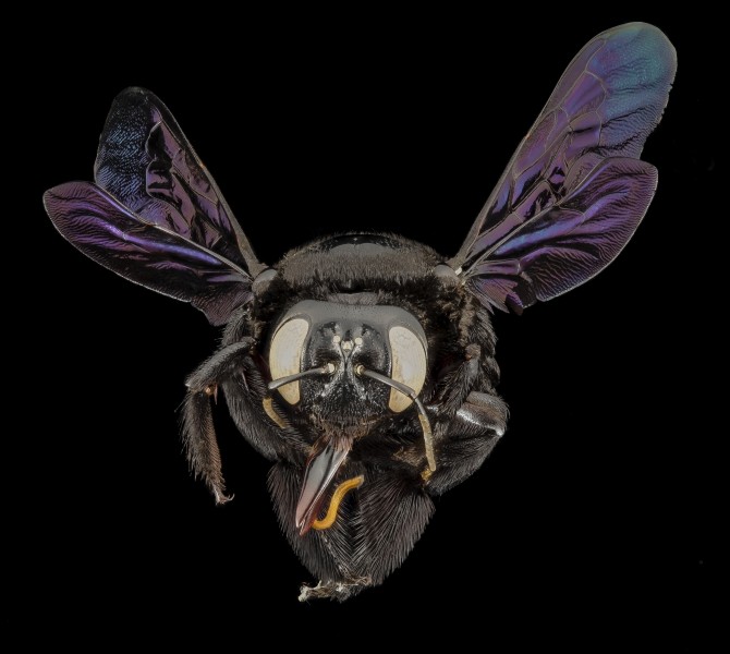 Xylocopa pop green, f,thailand, angle 2014-08-14-20.15.14 ZS PMax (15351446489)