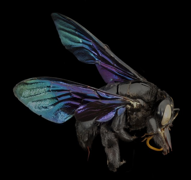 Xylocopa pop green, f,thailand, side 2014-08-14-20.29.26 ZS PMax (15538907542)