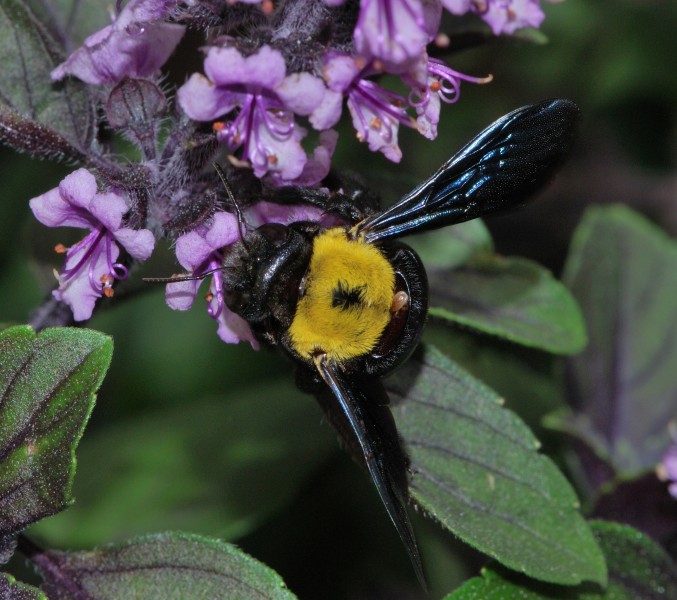 Xylocopa pubescens female with mite 1