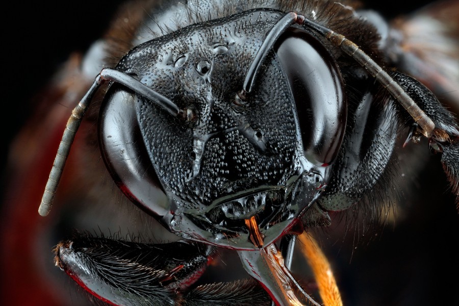 Xylocopa-sonorina,-face 2012-06-13-18.05.43-ZS-PMax (7376066480)