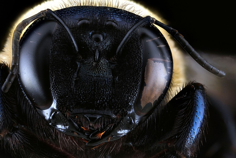 Xylocopa-virginica,-face 2012-07-16-15.33.23-ZS-PMax