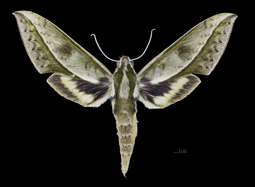 Xylophanes amadis MHNT CUT 2010 0 248 Ecuador Napo male dorsal