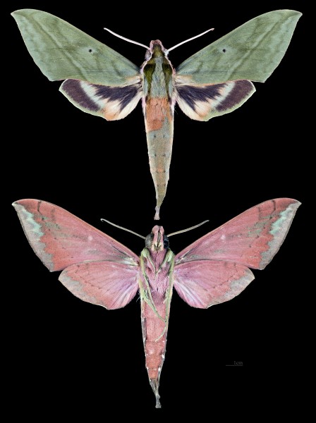 Xylophanes belti MHNT CUT 2010 0 224 Oaxaca Mexico male