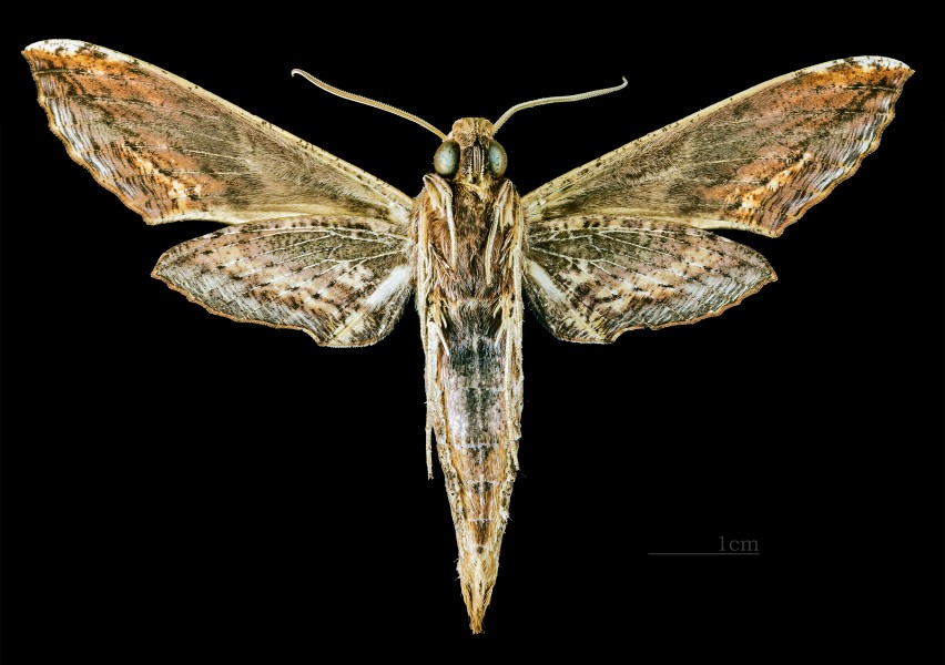 Xylophanes ceratomioides MHNT CUT 2010 0 58 Guapimirim Brazil male ventral