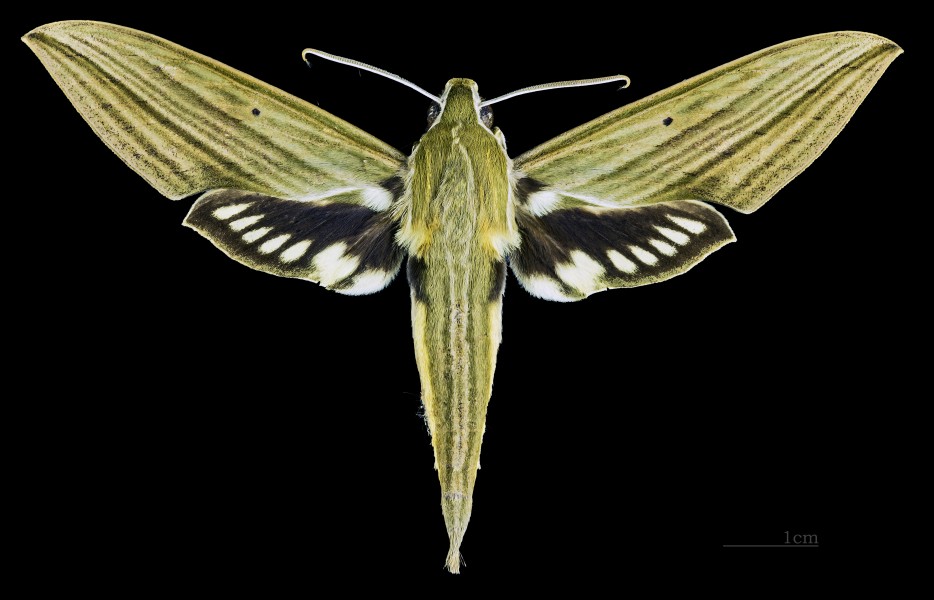 Xylophanes crotonis MHTN CUT 2010 0 53 La Mucuy Venezuela dorsal