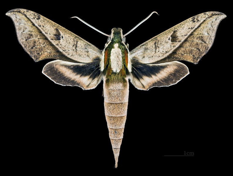 Xylophanes epaphus MHNT CUT 2010 0 80 Petites Montagnes Tortues Guyane dorsal