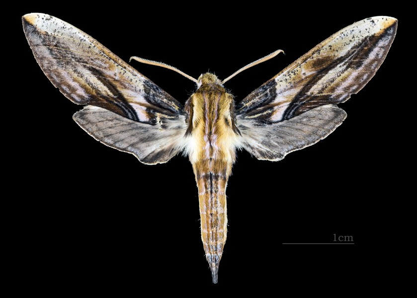 Xylophanes jordani MHNT CUT 2010 0 149 Alto Quiel, Chiriquí, Panama, male dorsal