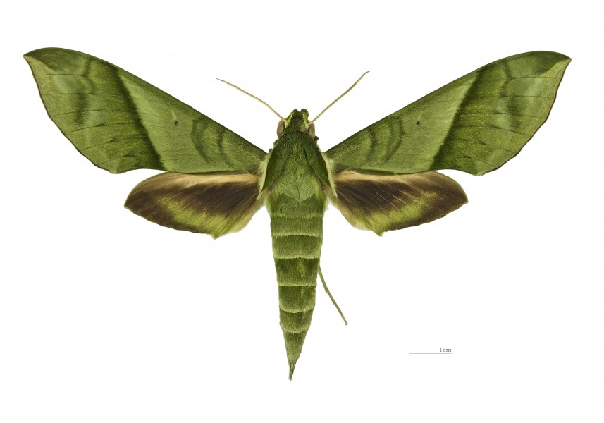 Xylophanes tyndarus MHNT dos